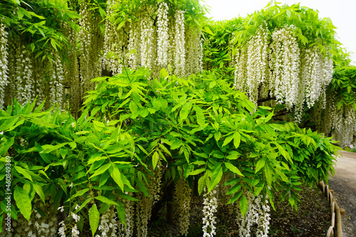 White wisteria blooming and green bush in Japan