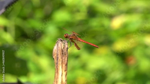 Korean Red Dragonfly Firecracker Skimmer Perched on Rotten Dry Plant in a Garden - side view photo