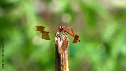 Firecracker Skimmer Red Dragonfly Perched on Rot Plant Stem with Winds Trembling under Breeze Wind, South Korea, Geumsan city photo