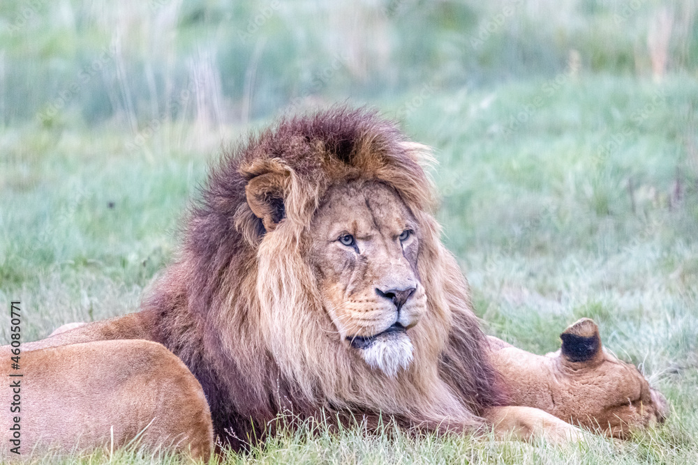 Obraz premium lion in the grass