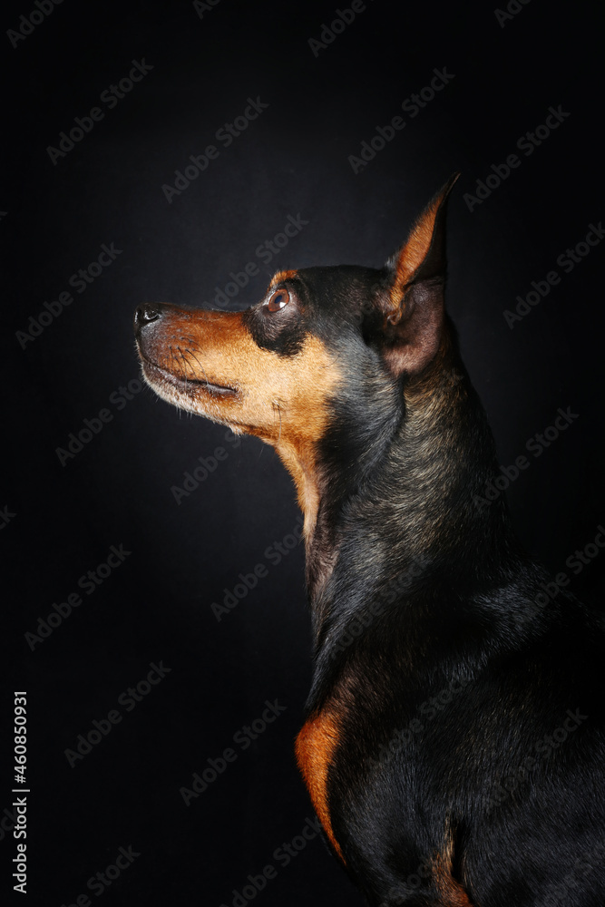 profile portrait of miniature pinscher isolated on black 