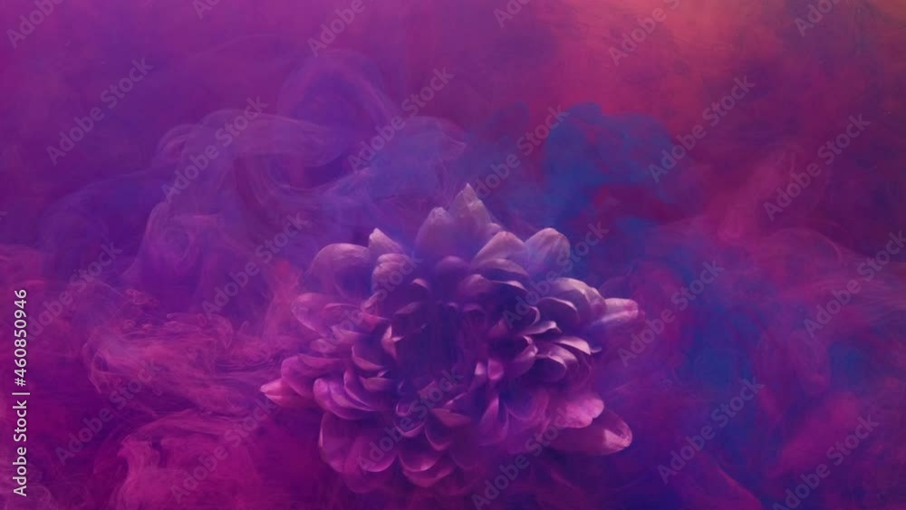 Ink water splash. Flower in color mist. Aroma explosion. Fantasy blossom. Nature bouquet. White blooming peony petals in neon pink purple blue vapor motion on vibrant background.