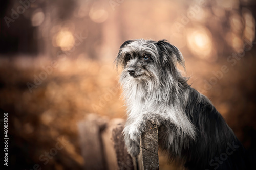 Schilderij op canvas Pyrenean Shepherd Dog in park