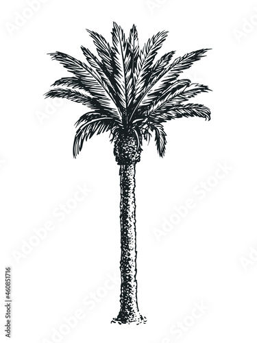 Sketch of palm tree isolated on white background. Hand drawn vector illustration