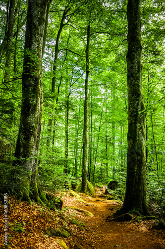 Fototapeta Naklejka Na Ścianę i Meble -  Wanderweg mit Herbstlaub im Wald
