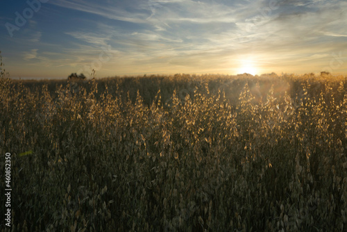 Closeup of a field of ripe ears at sunset before harvest in Toledo