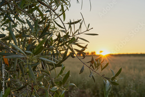 Closeup of the leaves of an olive tree at sunset in Toledo