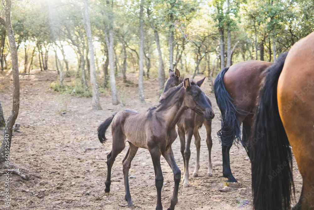 two foals with their mothers in the forest two foals with their mothers in the forest