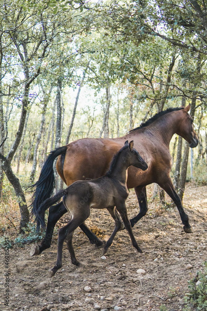brown foal with his mother in the forest brown foal with his mother in the forest