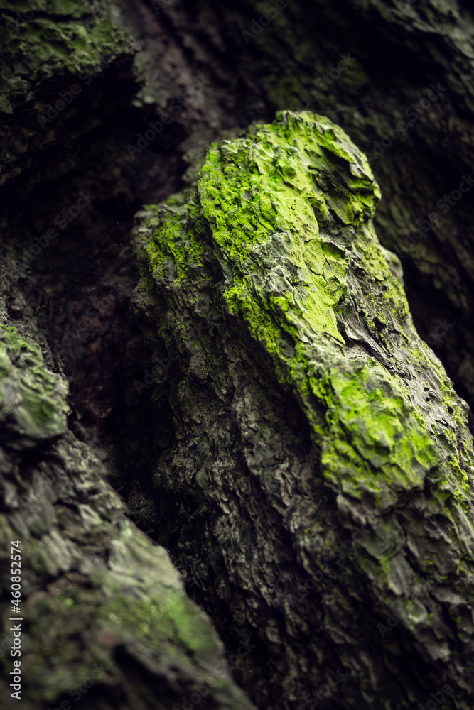 Tree texture in beautiful tropical forest. Tree textures