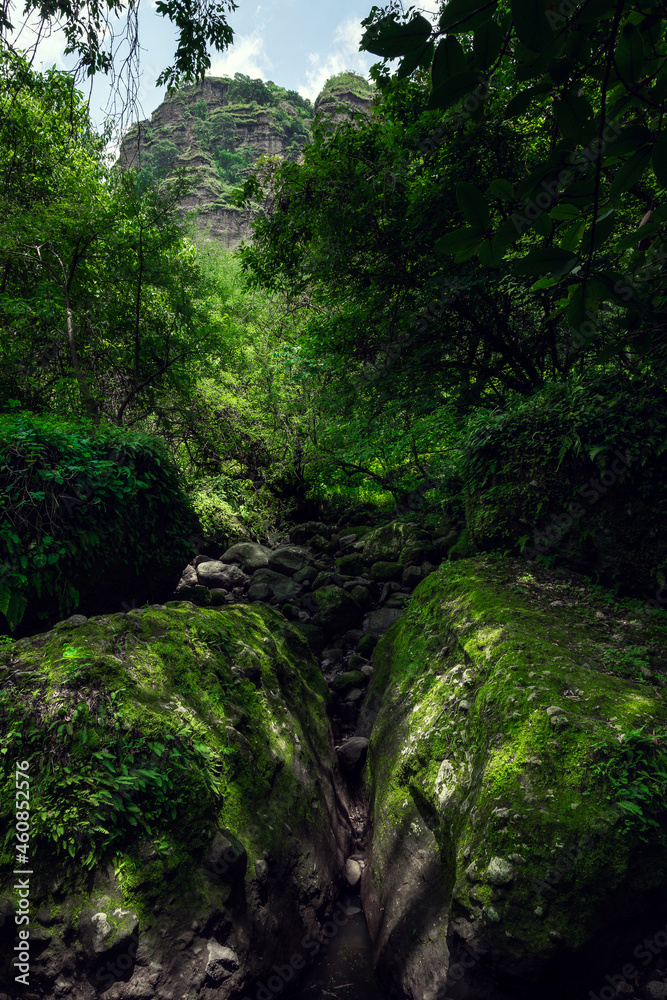 Beautiful tropical forest. Trees textures in humid green forest