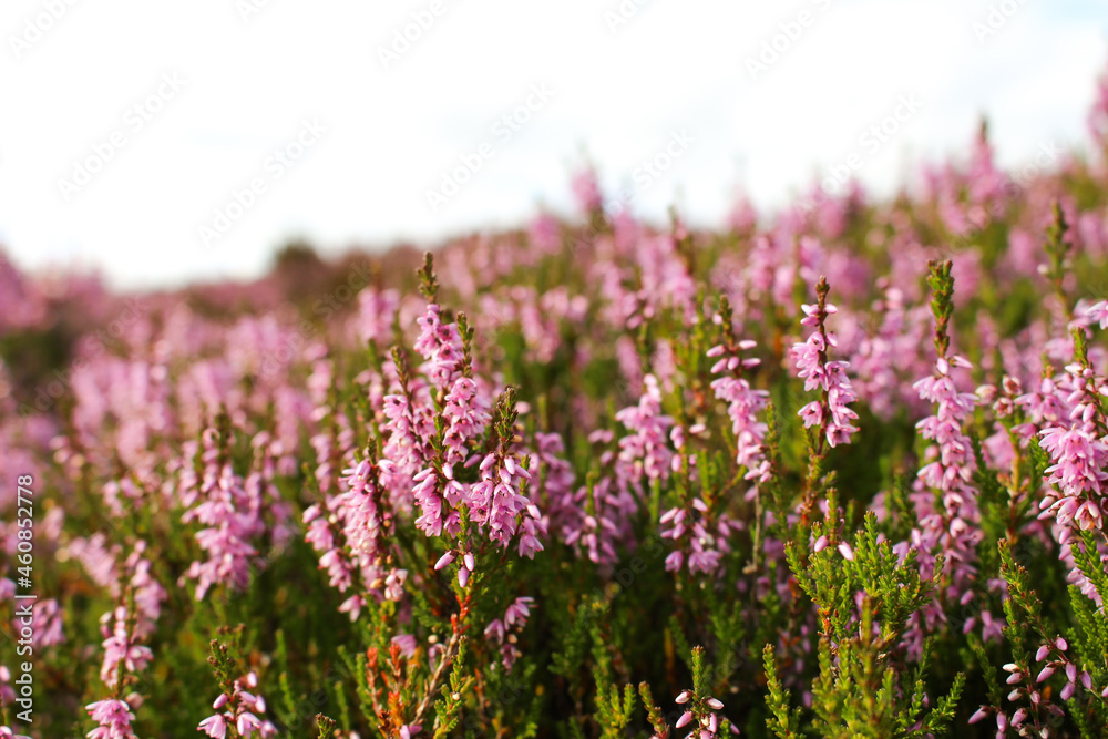 Heather in the Scottish Highlands Heather in the Scottish Highlands