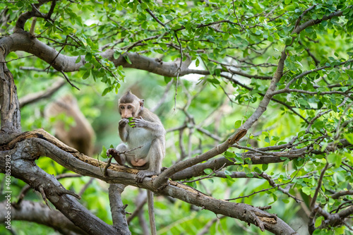Baby monkey sitting on the tree eating food.