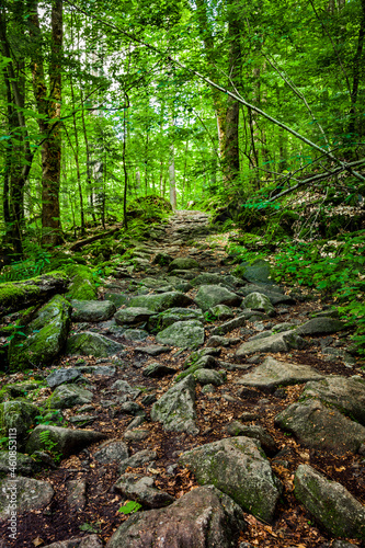 Wanderweg mit Felsen und Wurzeln im Wald