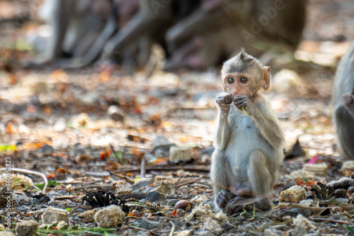 Baby monkeys are sitting alone in nature.