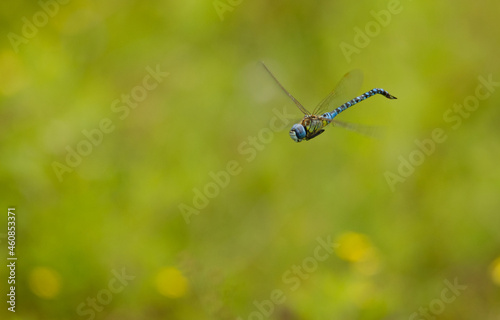 Südliche Mosaikjungfer (Aeshna affinis)