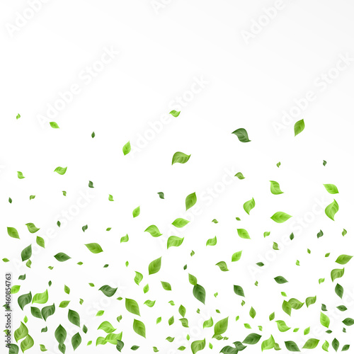 Lime Foliage Fly Vector White Background Plant.