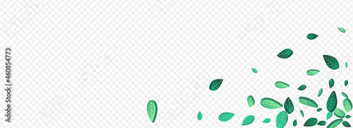 Green Greens Spring Vector Panoramic Transparent
