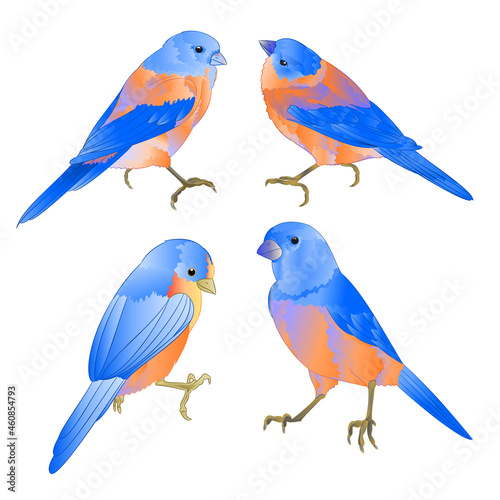 Bluebirds small birds thrush  on a white background   watercolor vintage set three vector illustration editable hand draw
