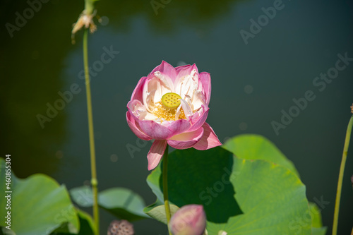 Lotus Blossom with Lily Pads in Water