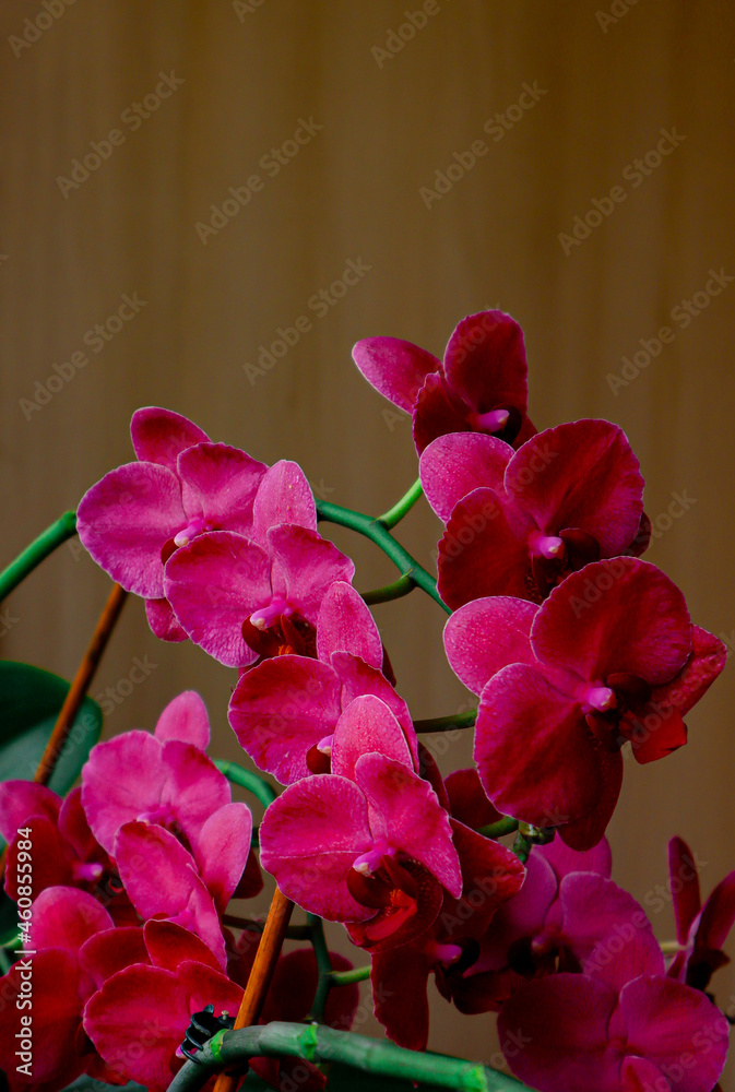 Fototapeta premium Red orchid close-up on a brown background.