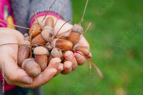 Holding ripe acorns in autumn