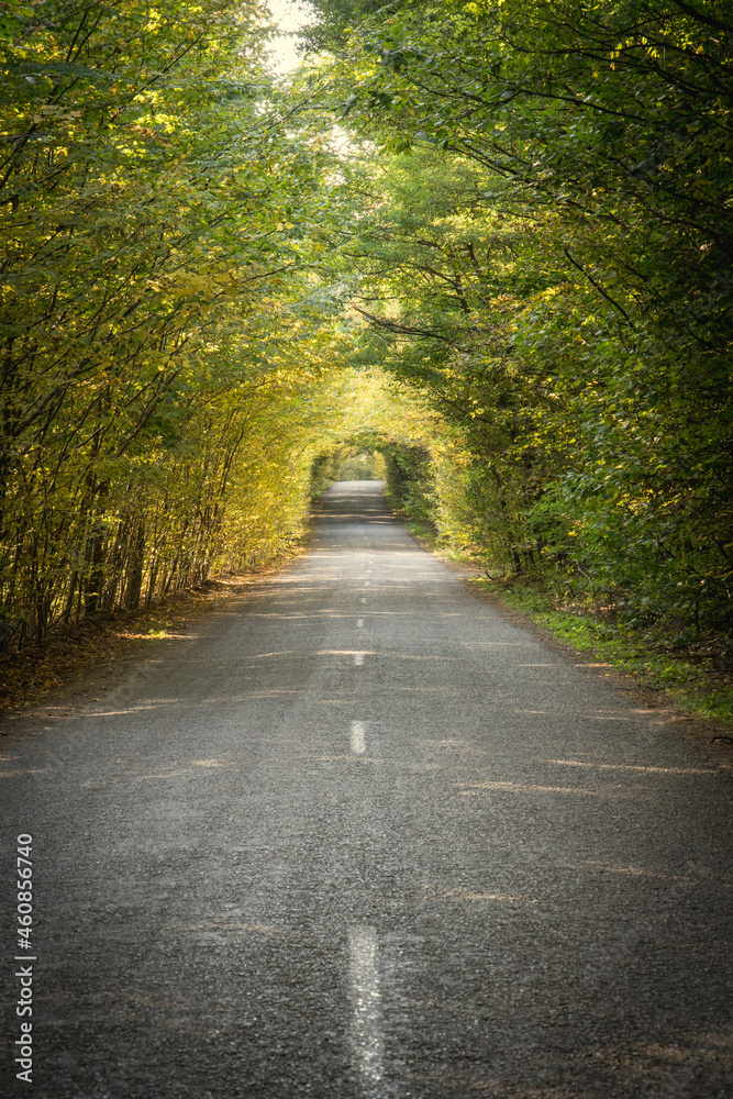 Autumn alley of trees in the form of a tunnel above the road.