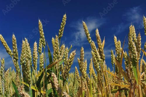 Close of wheat meadow and blue sky in Japan