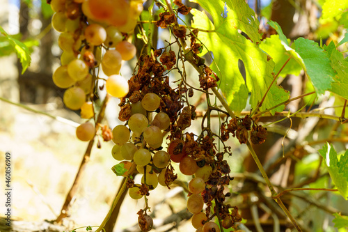 Clusters of spoiled rotten grapes hang on a bush. Drought, spoiled harvest