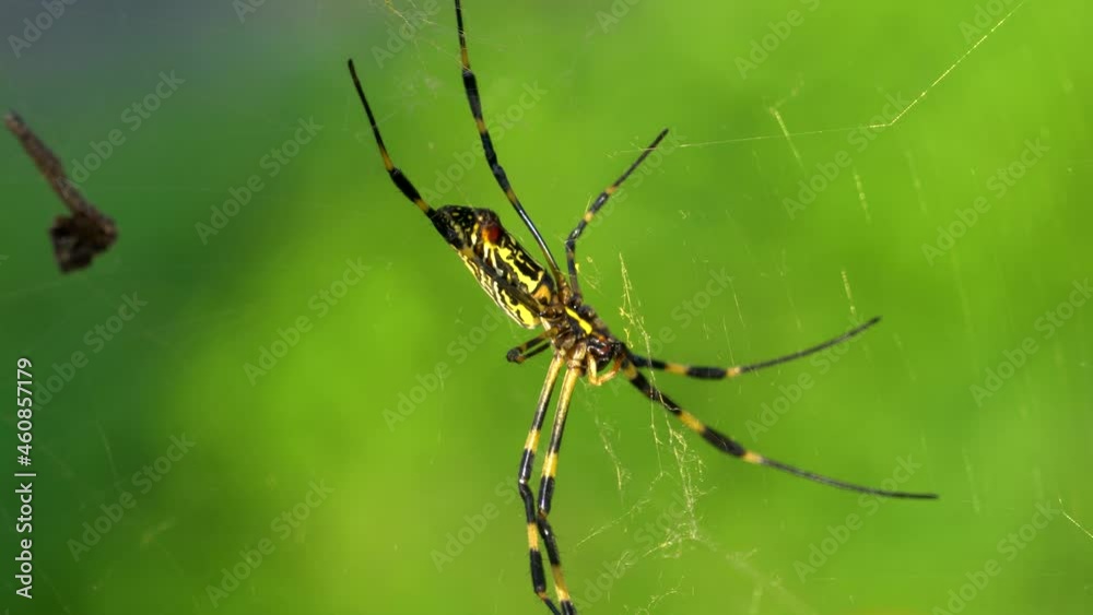 Joro Spider ( Trichonephila clavata or Nephila clavata ) resting in the web on greenery blurred background in South Korea, close-up Joro Spider ( Trichonephila clavata or Nephila clavata ) resting in the web on greenery blurred background in South Korea, close-up
