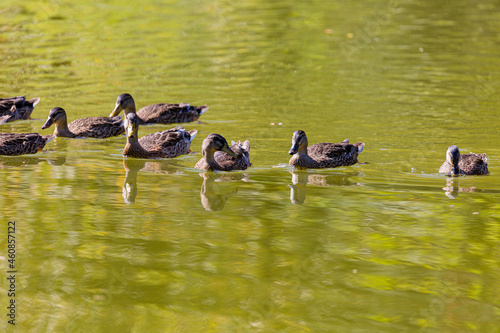 Group of ducks swimming in a lake
