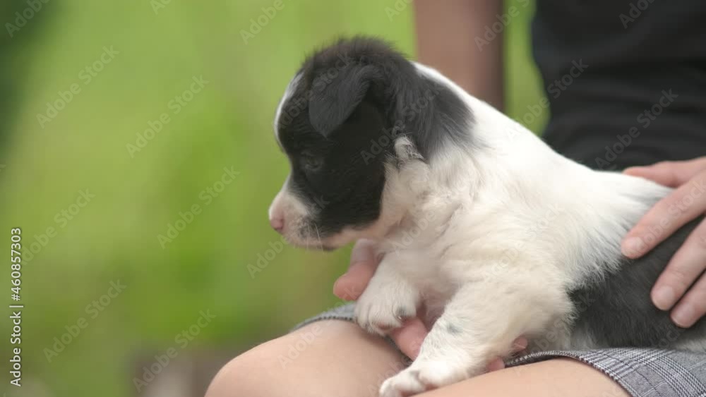 Close up of a woman holding small puppy on her lap. Close up of a woman holding small puppy on her lap.