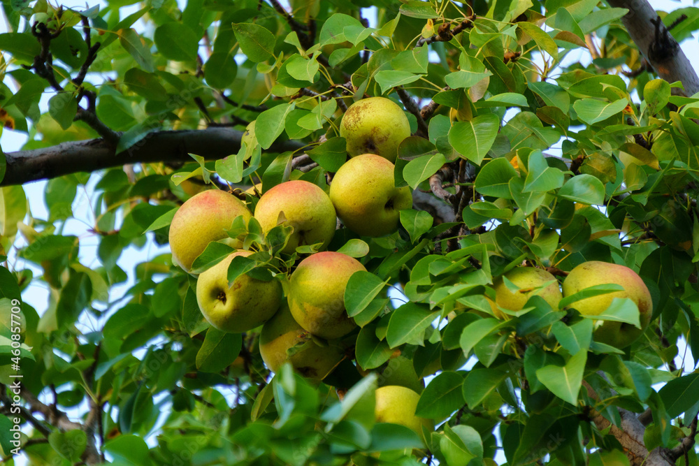 Pears on a tree. Fruit harvest. The concept of healthy eating, a vegetarian diet of raw food. Autumn evening.