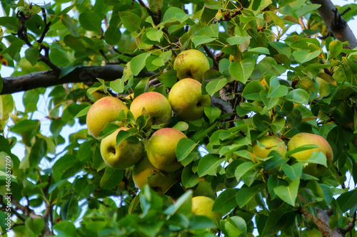 Pears on a tree. Fruit harvest. The concept of healthy eating, a vegetarian diet of raw food. Autumn evening.