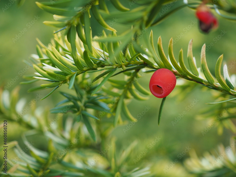 Obraz premium Czerwona jagoda cisu