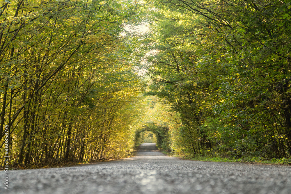 Naklejka premium Autumn alley of trees in the form of a tunnel above the road.