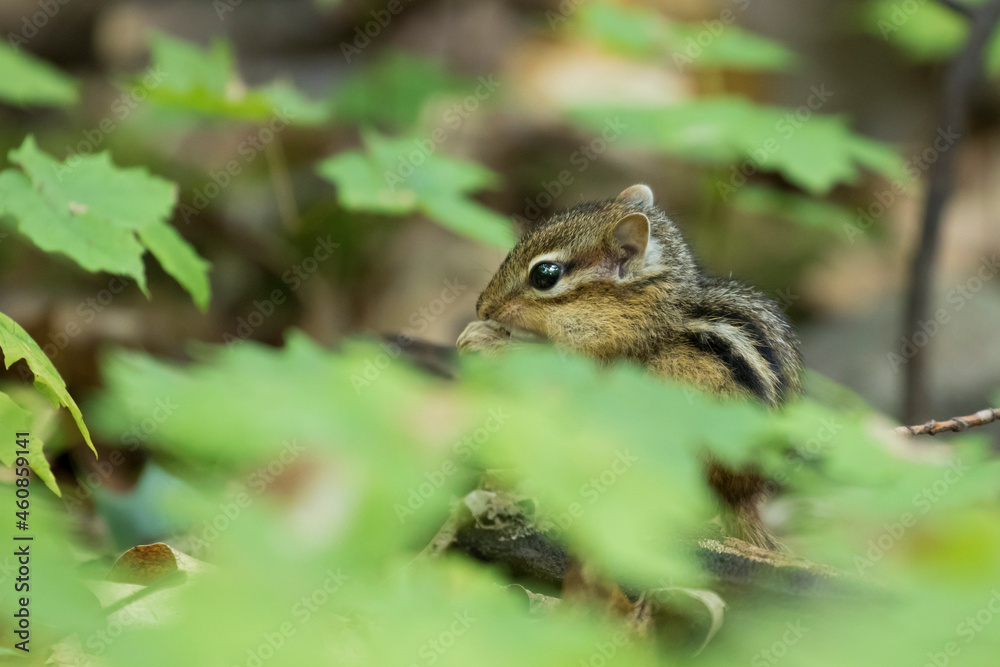Baby eastern chipmunk (Tamias striatus) in early fall Baby eastern chipmunk (Tamias striatus) in early fall