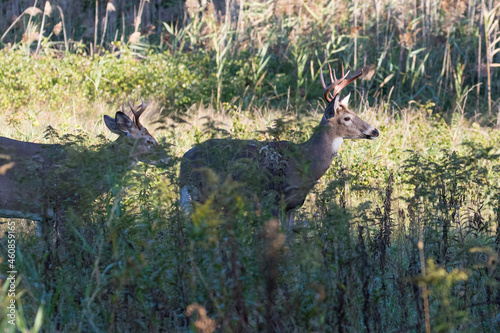  Two males white-tailed deer in fall season 