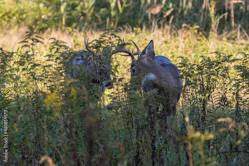  Two males white-tailed deer in fall season 