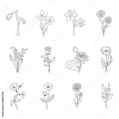 Birth month flowers set. Vector isolated spring and summer blossom herbs and buds for wedding invitations.