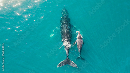 whale swim in ocean mother and his child