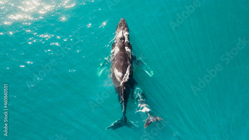 whale swim in ocean mother and his child