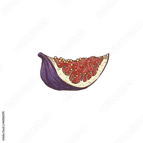 Slice of ripe fig fruit, sketch engraving vector illustration isolated on white.