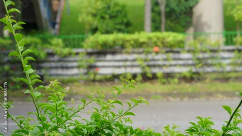 Traffic roads of Singapore on rainy day . Focus on green leaves photo