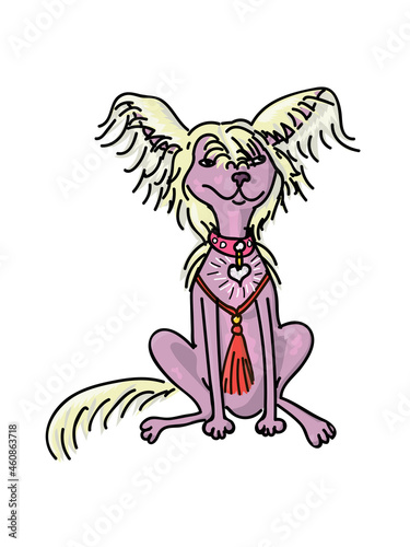 Chinese crested dog, hairless breed of dog.