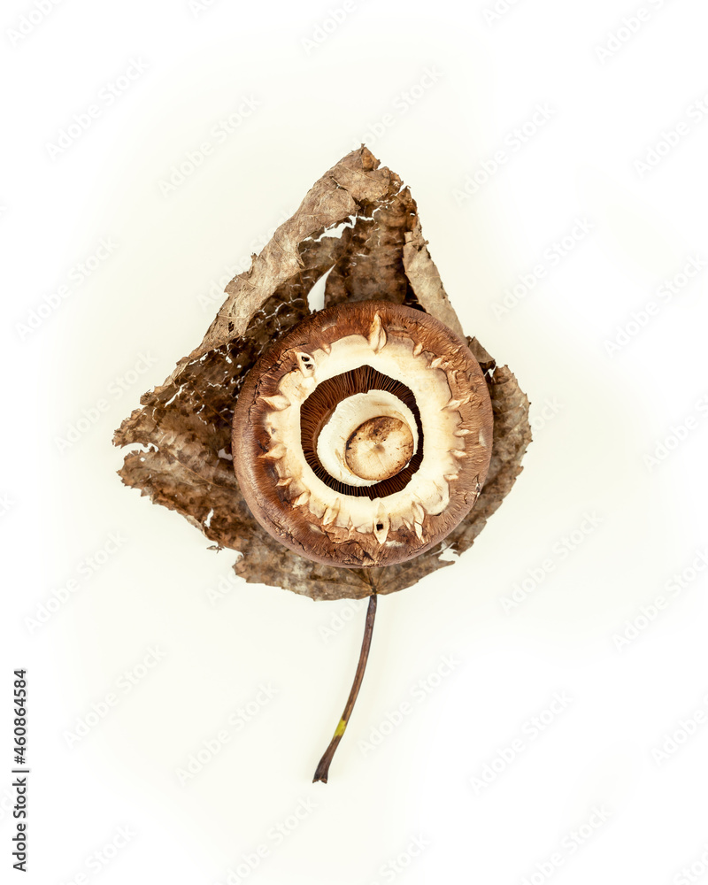 Plant, ecological composition with forest, wild champignon with a brown hat on a autumn leaf on a white background. Forest, nature mushroom on a dry leaf on a white background. Mindful eating Plant, ecological composition with forest, wild champignon with a brown hat on a autumn leaf on a white background. Forest, nature mushroom on a dry leaf on a white background. Mindful eating