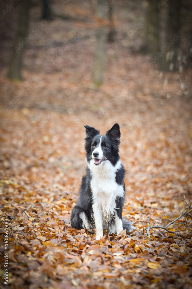 border collie is sitting in the forest. It is autumn portret.