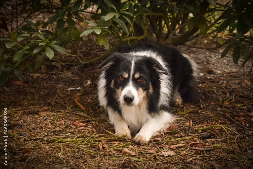 Border collie is sitting in the bush. Autumn photoshooting in park.
