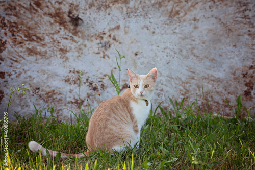The domestic cat is lost. The cat ran away from home and sits on the street.
