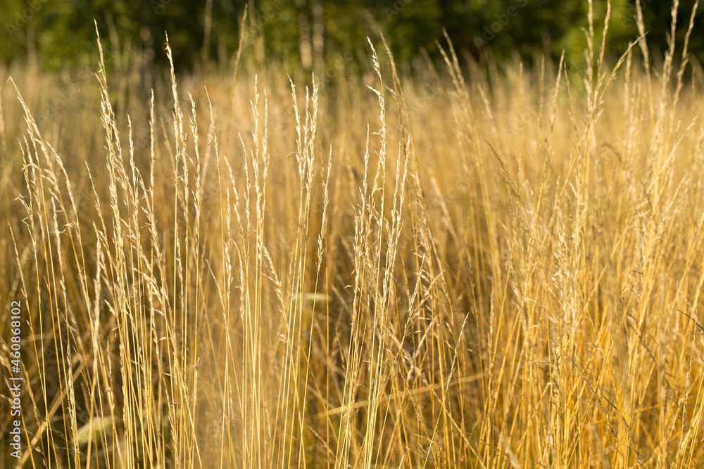Fototapeta premium Yellow autumn grass in the field, golden landscape